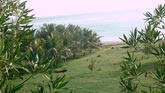 جزيره
